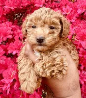 Reba, a female Poodle - Toy  for sale in Jonesboro, GA – Photo 1 of 8