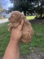 Reba, a female Poodle - Toy  for sale in Jonesboro, GA – Photo 6 of 8