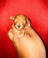 Reba, a female Poodle - Toy  for sale in Jonesboro, GA – Photo 1 of 2