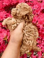 Reba, a female Poodle - Toy  for sale in Jonesboro, GA – Photo 2 of 8