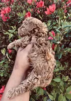 Reba, a female Poodle - Toy  for sale in Jonesboro, GA – Photo 4 of 8