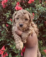 Reba, a female Poodle - Toy  for sale in Jonesboro, GA – Photo 3 of 8