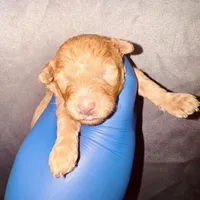 Reba, a female Poodle - Toy  for sale in Jonesboro, GA – Photo 7 of 8