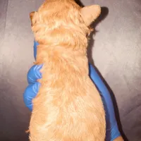 Reba, a female Poodle - Toy  for sale in Jonesboro, GA – Photo 8 of 8