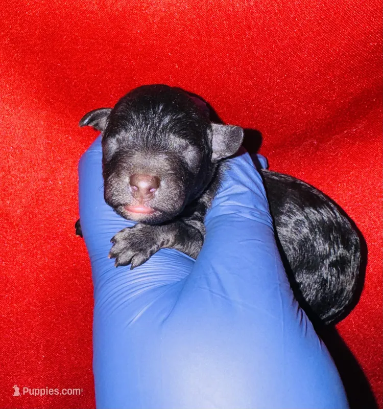 Zorro – Poodle - Toy  puppy for sale in Jonesboro, GA