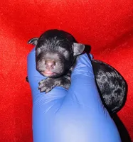 Zorro, a male Poodle - Toy  for sale in Jonesboro, GA – Photo 1 of 2