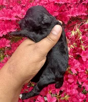 AKC Zorro, a male Poodle - Toy  for sale in Jonesboro, GA – Photo 2 of 4