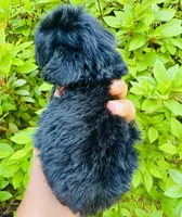 Teacup AKC Zorro, a male Poodle - Toy  for sale in Jonesboro, GA – Photo 3 of 9