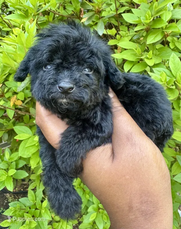 AKC Zorro – Poodle - Toy  puppy for sale in Jonesboro, GA
