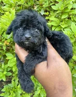 Teacup AKC Zorro, a male Poodle - Toy  for sale in Jonesboro, GA – Photo 2 of 9