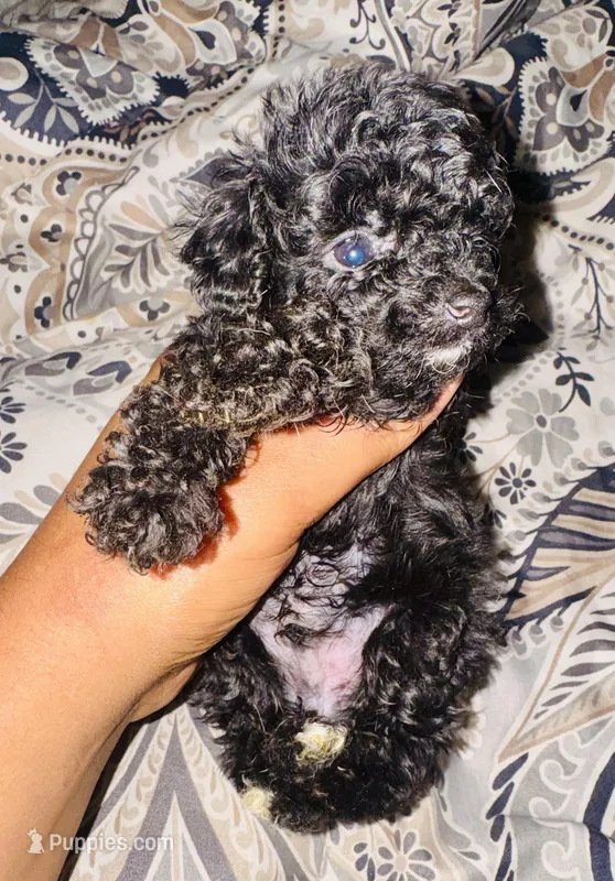 Teacup AKC Zorro – Poodle - Toy  puppy for sale in Jonesboro, GA