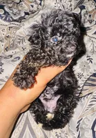Teacup AKC Zorro, a male Poodle - Toy  for sale in Jonesboro, GA – Photo 1 of 9