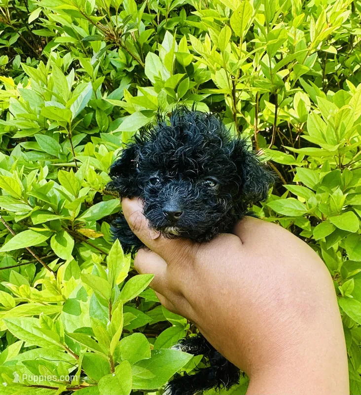 Teacup AKC Zorro – Poodle - Toy  puppy for sale in Jonesboro, GA