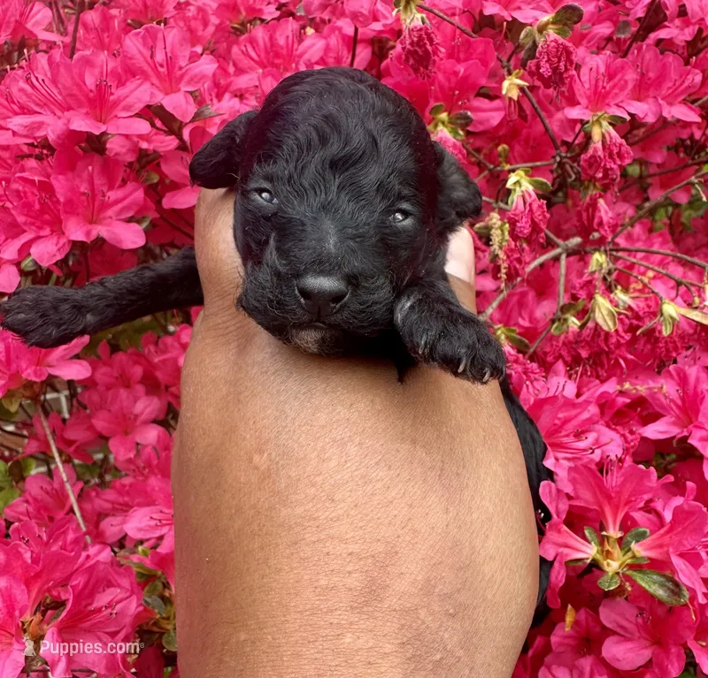 AKC Zorro – Poodle - Toy  puppy for sale in Jonesboro, GA