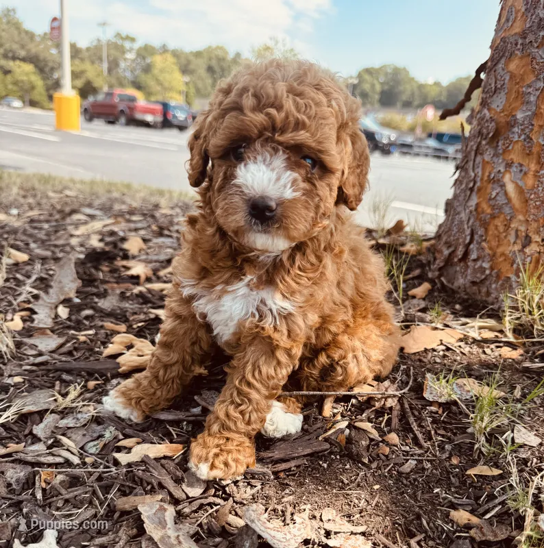 Niota – Poodle - Toy  puppy for sale in Jonesboro, GA