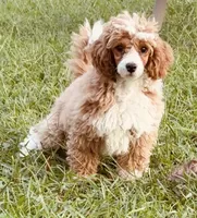Reacher, a male Poodle - Toy  for sale in Jonesboro, GA – 3 of 3