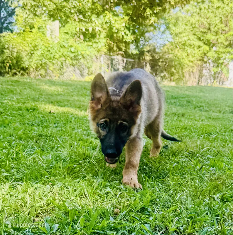 Betsy – German Shepherd Dog puppy for sale in Jonesboro, GA