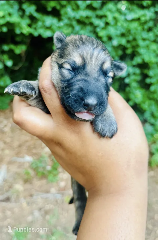Raquel – German Shepherd Dog puppy for sale in Jonesboro, GA