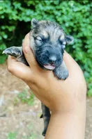 Raquel, a female German Shepherd Dog for sale in Jonesboro, GA – 1 of 3