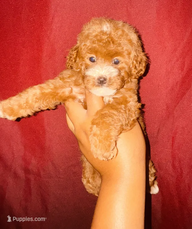Shelby – Poodle - Toy  puppy for sale in Jonesboro, GA