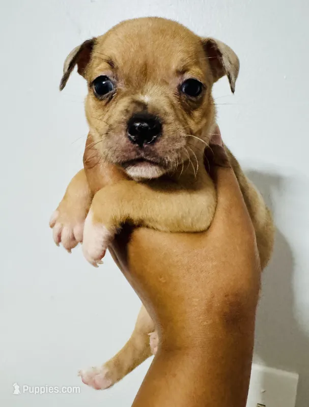 Sandy Cheeks – American Bully puppy on hold in Jonesboro, GA
