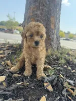 Canela, a female Poodle - Toy  for sale in Jonesboro, GA – 3 of 4