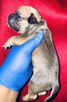 Exotic Cinderella, a female American Bully for sale in Jonesboro, GA – Photo 4 of 7