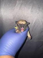 Cinderella, a female American Bully for sale in Jonesboro, GA – Photo 1 of 2