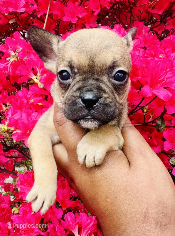 Exotic Cinderella – American Bully puppy for sale in Jonesboro, GA