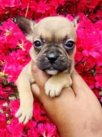 Exotic Cinderella, a female American Bully for sale in Jonesboro, GA – Photo 1 of 7