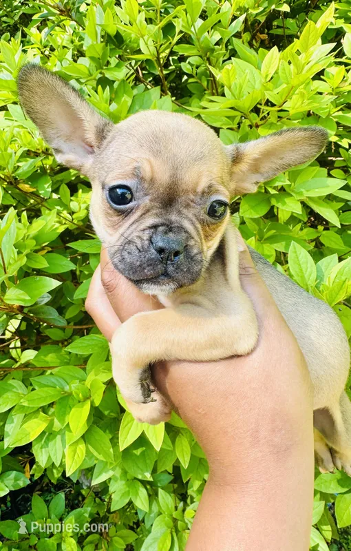 Exotic Cinderella – French Bulldog, American Bully puppy for sale in Jonesboro, GA