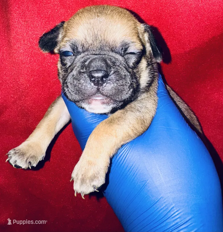 Cinderella – American Bully puppy for sale in Jonesboro, GA