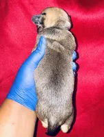 Exotic Cinderella, a female American Bully for sale in Jonesboro, GA – Photo 5 of 7