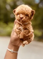 Akc Teacup Angel, a female Poodle - Toy  for sale in Jonesboro, GA – 2 of 6