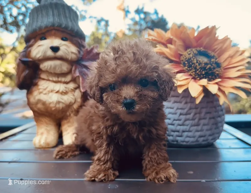 Teacup Hash Brown – Poodle - Toy  puppy for sale in Jonesboro, GA