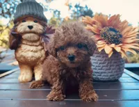 Teacup Hash Brown, a female Poodle - Toy  for sale in Jonesboro, GA – 1 of 2