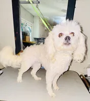 Honey , a female Shihpoo for sale in Jonesboro, GA – 2 of 4