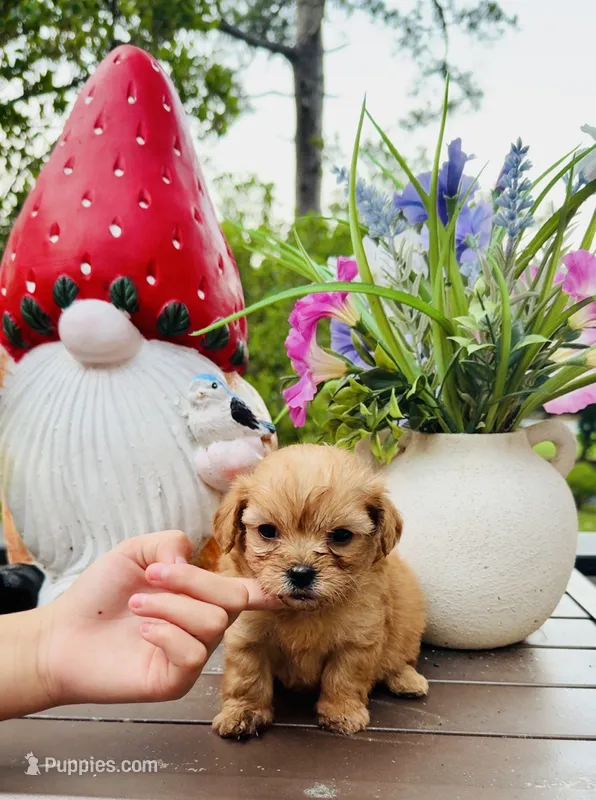 Michael Jackson – Shihpoo puppy for sale in Jonesboro, GA