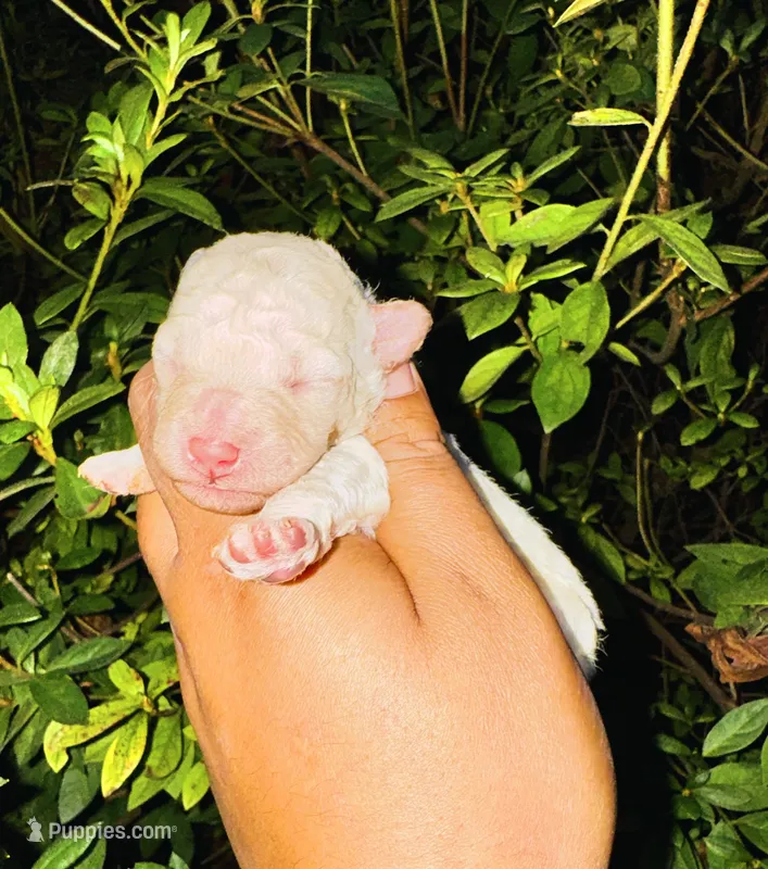 Cream – Poodle - Toy  puppy for sale in Jonesboro, GA