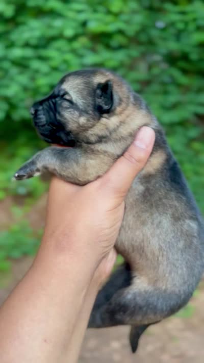 King Louie, a male German Shepherd Dog for sale in Jonesboro, GA – 3 of 3