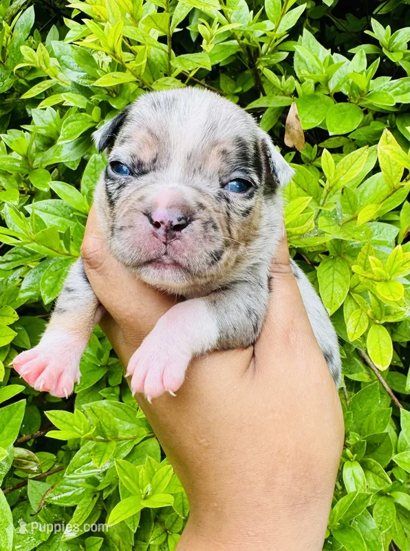 SpongeBob  – American Bully puppy for sale in Jonesboro, GA