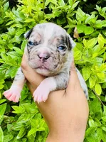 SpongeBob , a male American Bully for sale in Jonesboro, GA – 1 of 3