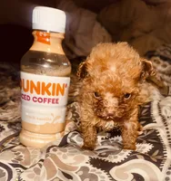 Akc Teacup Angel, a female Poodle - Toy  for sale in Jonesboro, GA – 5 of 6