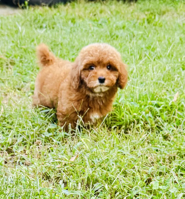 Bacon – Poodle - Toy  puppy for sale in Jonesboro, GA