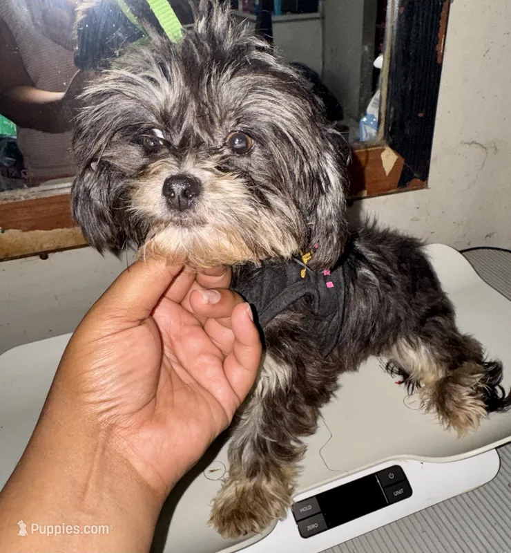 Chase – Shih Tzu puppy for sale in Jonesboro, GA