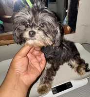 Chase, a male Shih Tzu for sale in Jonesboro, GA – 4 of 5