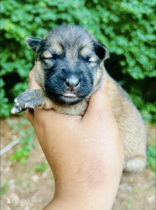 The Girl – German Shepherd Dog puppy for sale in Jonesboro, GA