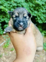 The Girl, a female German Shepherd Dog for sale in Jonesboro, GA – 1 of 2