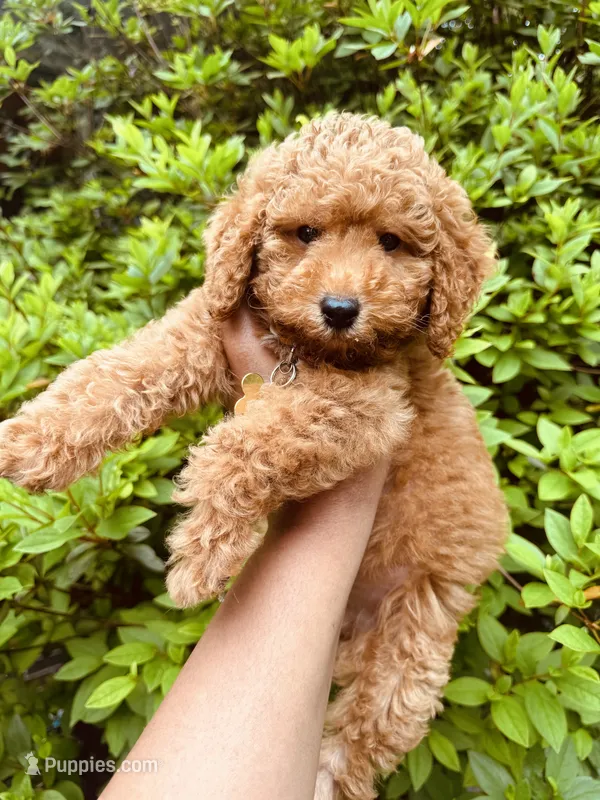 Spice – Miniature Goldendoodle puppy for sale in Jonesboro, GA