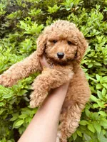 Spice, a male Miniature Goldendoodle for sale in Jonesboro, GA – 1 of 2